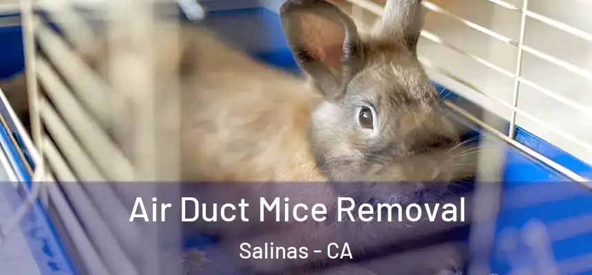  Air Duct Mice Removal Salinas - CA